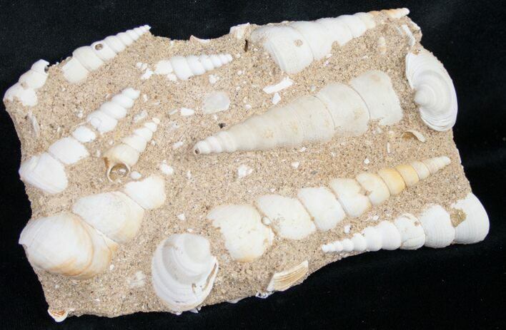 Large Fossil Turritella (Gastropod) From France #8818